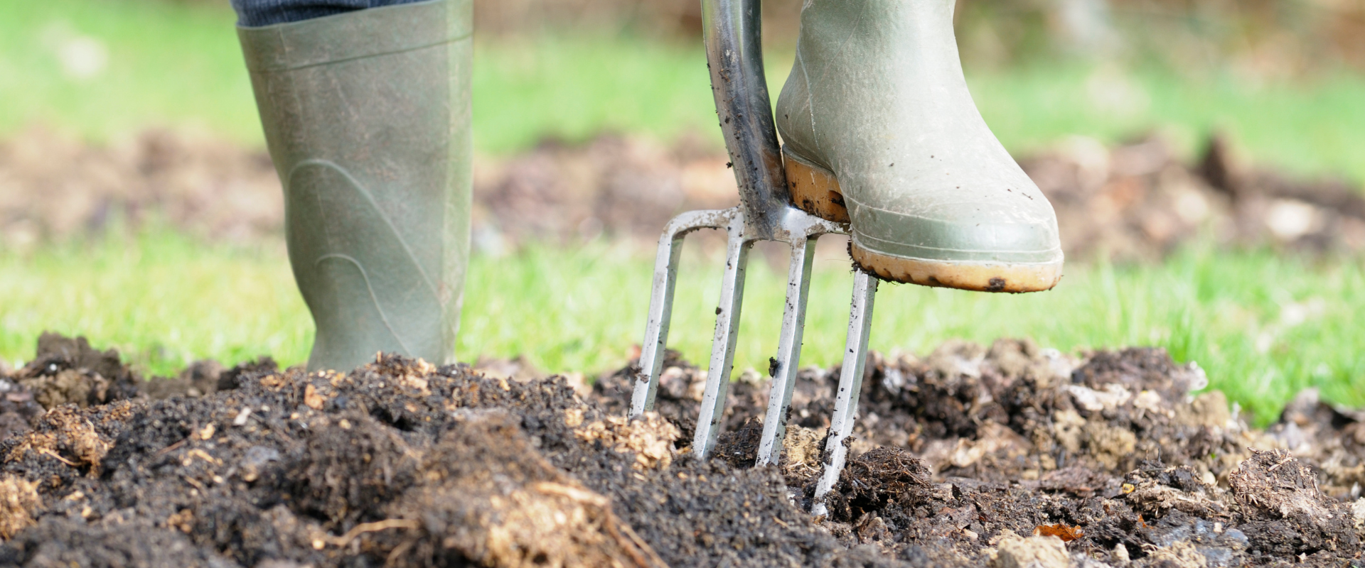 A boot pushing a garden fork into a vegetable patch