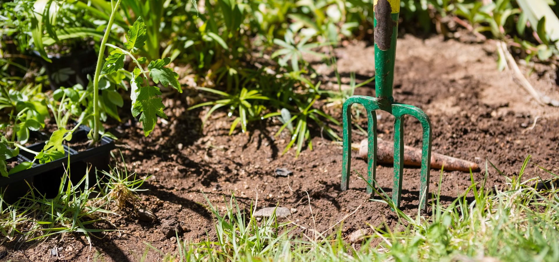 A garden fork being plunged into a vegetable patch