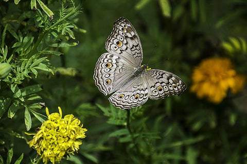 Butterfly Meaning | Symbol of Change and New Beginnings – ALEX AND ANI