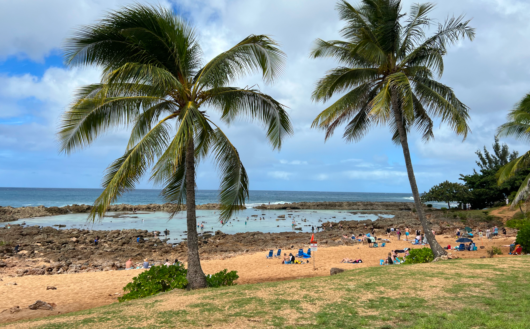 hawaiian palm trees and ocean view