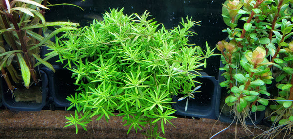 Limnophila Mini Vietnam, Live Aquarium Plants