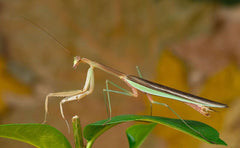 Tenodera sinensis Chinese praying mantis