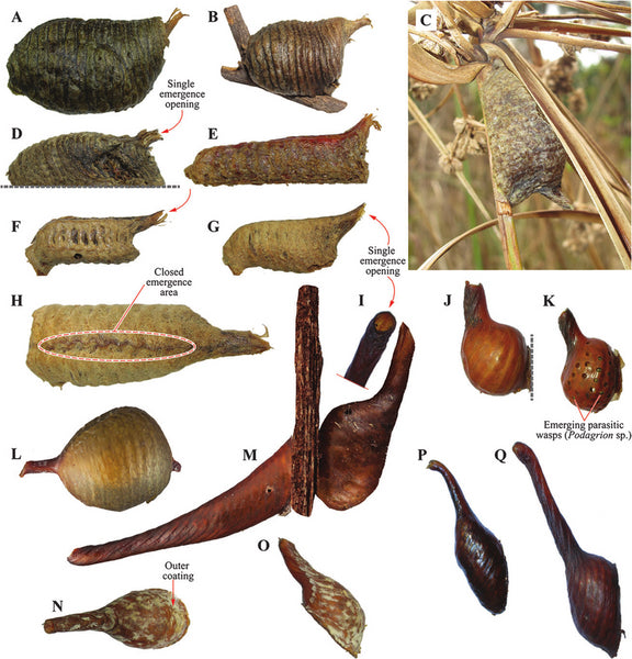 Fig. 13. Egg cases