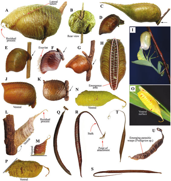 Fig. 14. Egg cases of Photinaidae, Acontistidae and Acanthopidae.