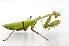 H membranacea Praying mantis