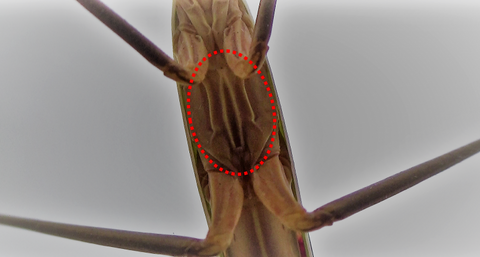 Praying Mantis Anatomy - USMANTIS