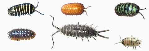 isopods