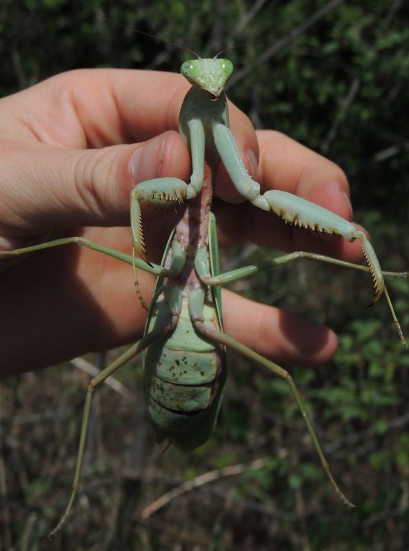 giant preying mantis