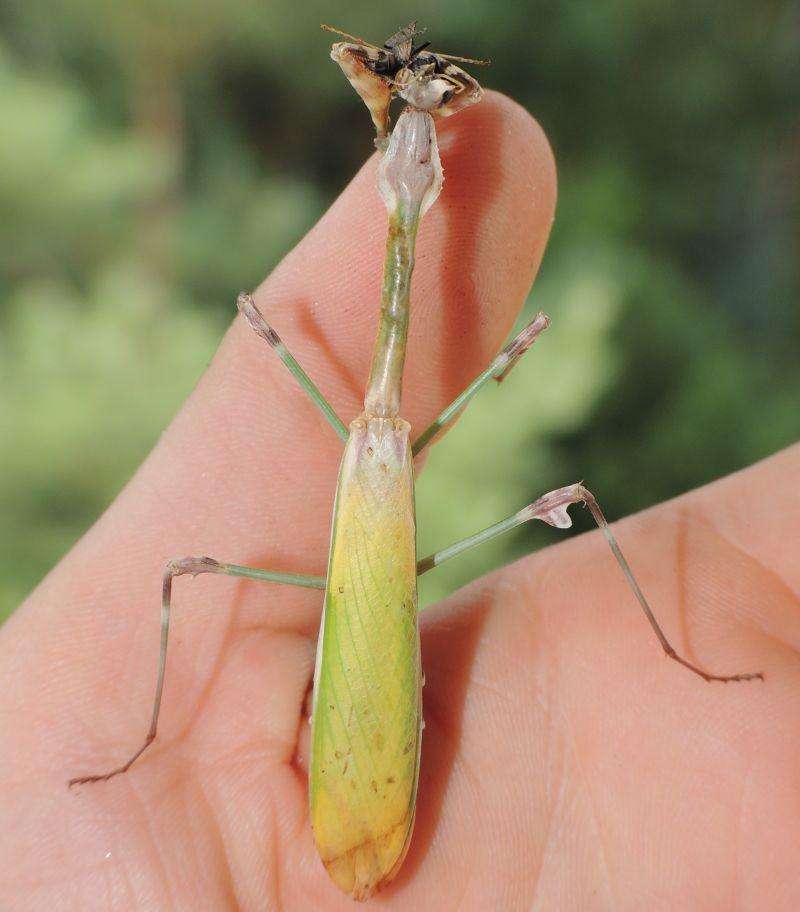 Empusa fasciata L2 - USMANTIS