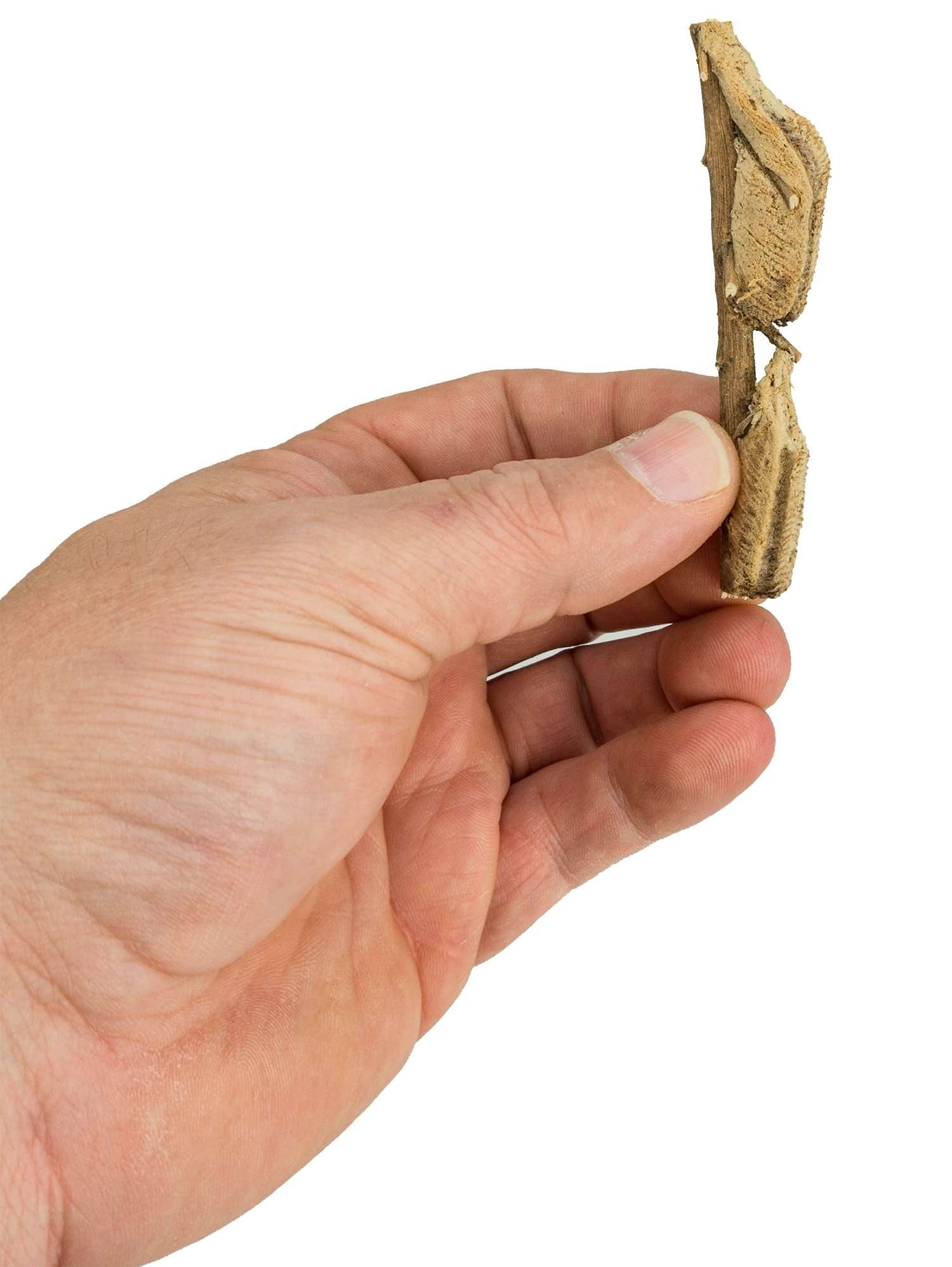 preying mantis eggs for sale