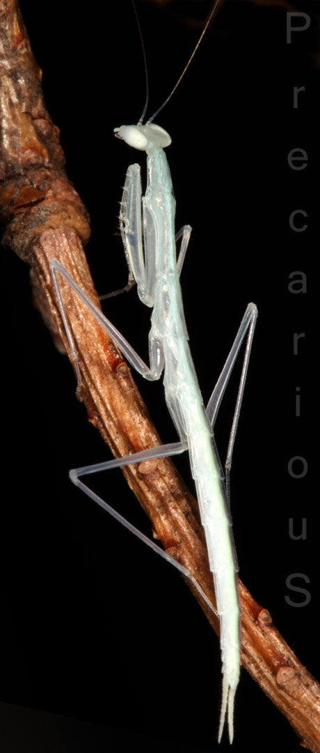 Sinomantis denticulata “Glass Mantis”