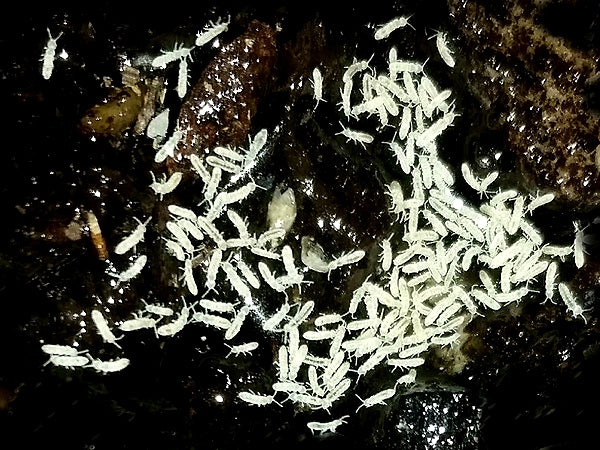 400+ Tropical White Collembola Springtails Live Bioactive Cleanup Crew