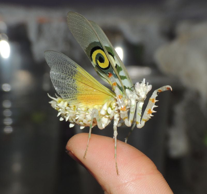 Pseudocreobotra wahlbergii Spiny Flower mantis - USMANTIS