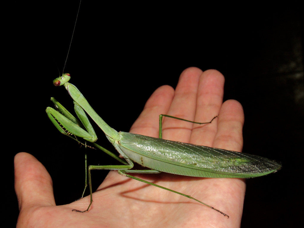 Macromantis Giant praying mantis - USMANTIS