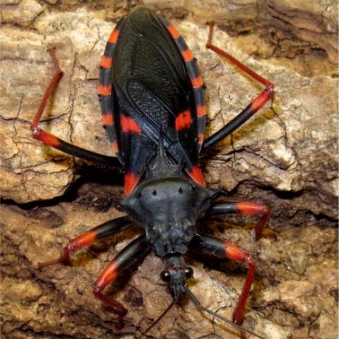 Psytalla Horrida "Horrid King" Assassin Bugs Colony