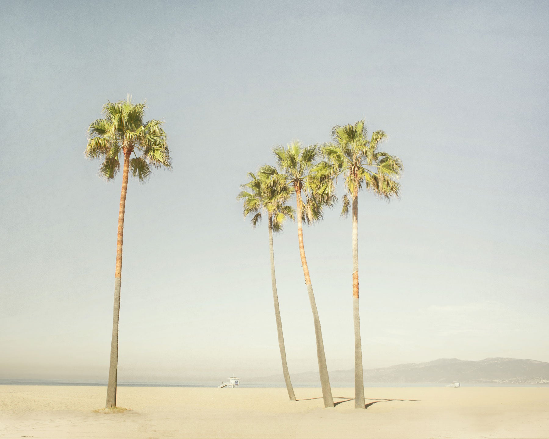 Palm Trees by the beach in California