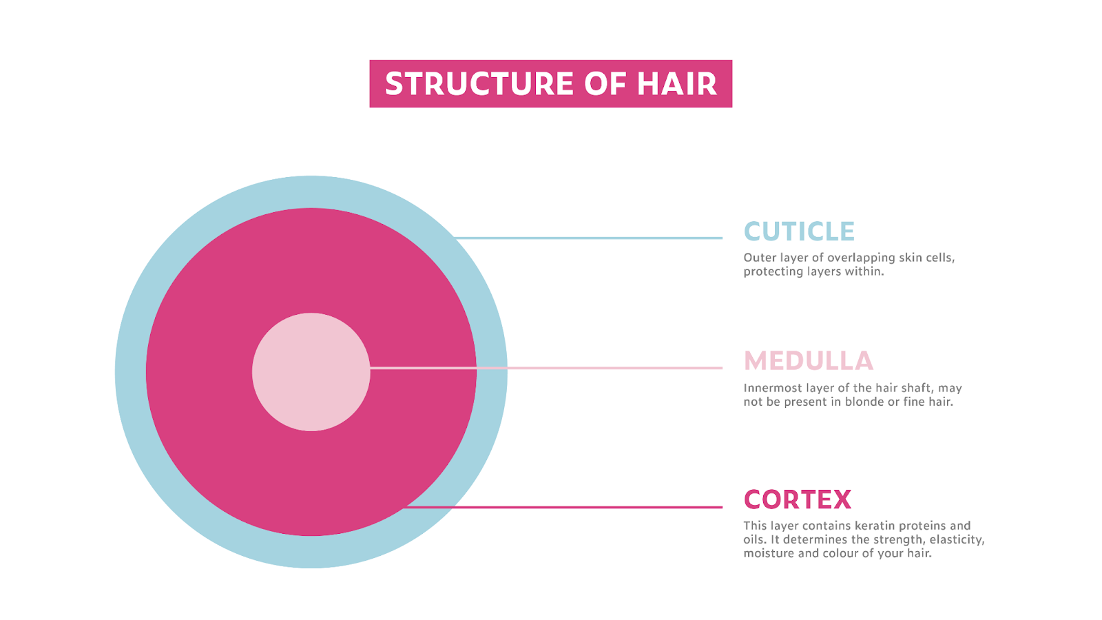 Structure of hair