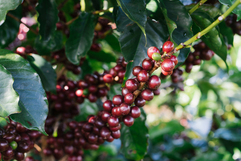 Costa Rica Coffee Farm - Coffee Cherries