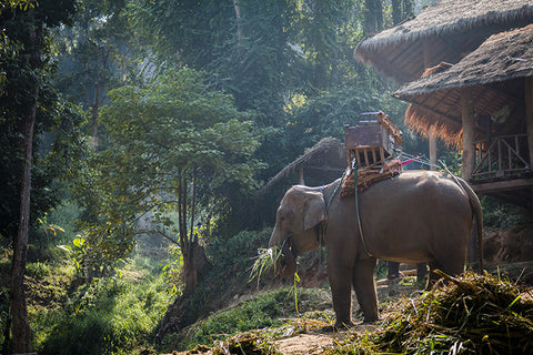 Large elephant - Chiang Mai, Thailand