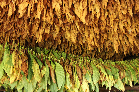 Tobacco leaves