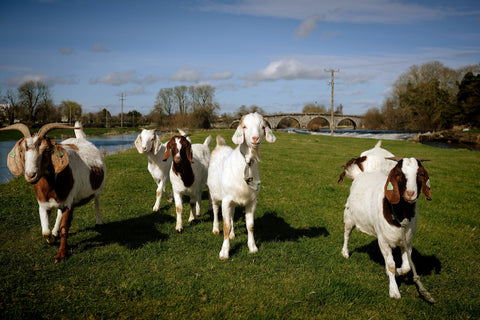 goats at nicholas mosse pottery