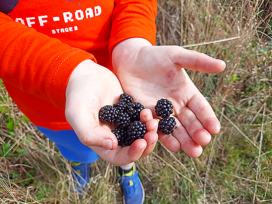Forgaging for Blackberries in Ireland. Gathered blackberries in little child's hands.