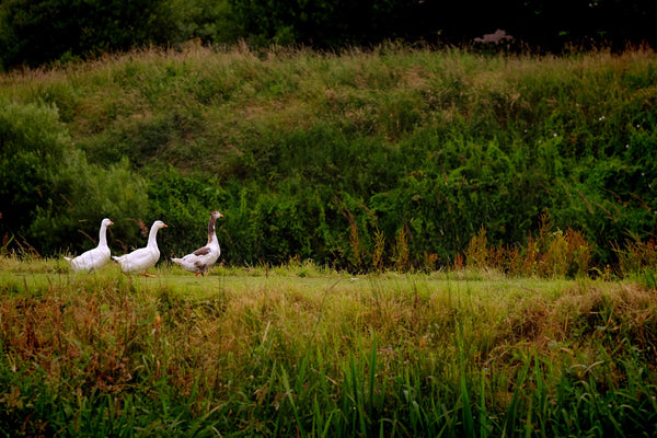 Ireland's countryside