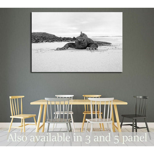 A marine iguana walking on the beach on Galapagos №3258 Ready to Hang Canvas Print