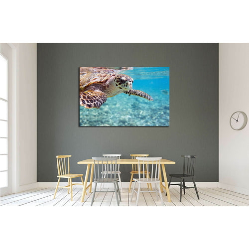 Close up of Hawksbill sea turtle swimming in Indian ocean in Seychelles №2337 Ready to Hang Canvas Print