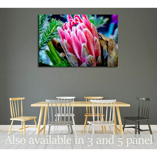 Close up of Protea flower №3271 Ready to Hang Canvas Print
