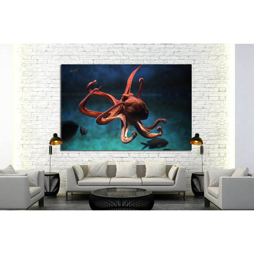 Common octopus (Octopus vulgaris). Wildlife animal №1856 Ready to Hang Canvas Print