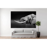 Elephant bull with large tusks in Addo National Park №1330 Ready to Hang Canvas Print