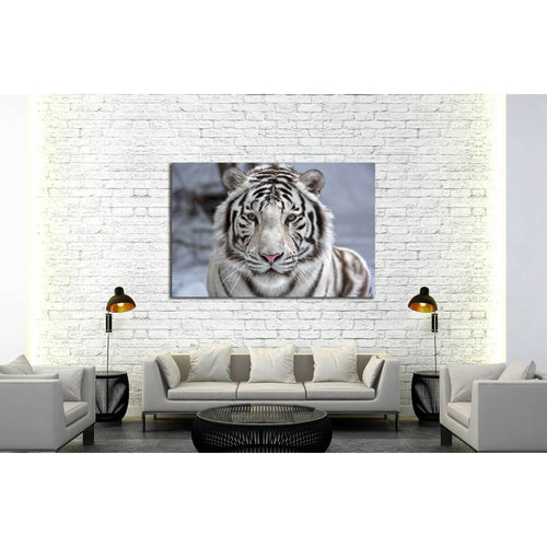 Face to face with white bengal tiger №2345 Ready to Hang Canvas Print