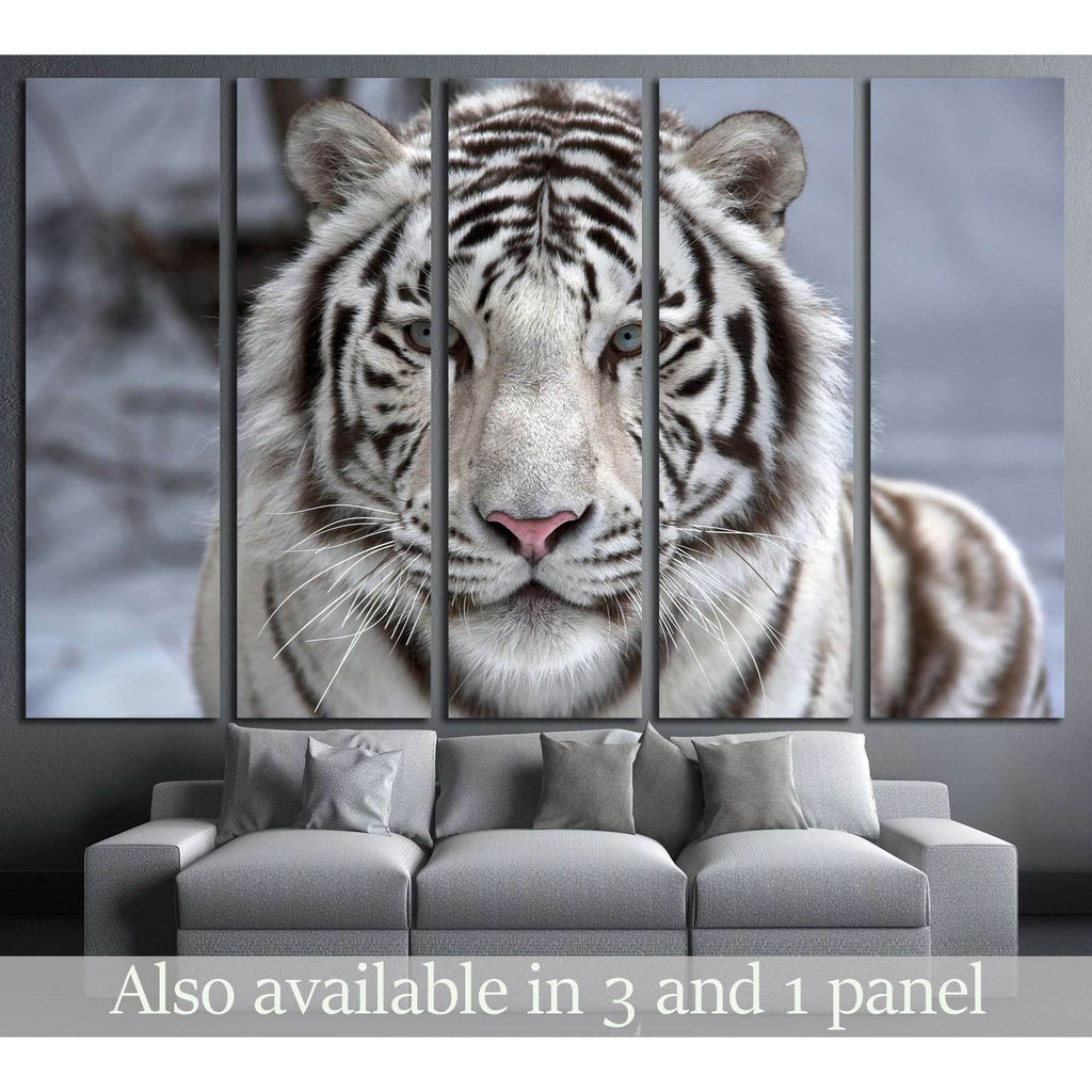 Face to face with white bengal tiger №2345 Ready to Hang Canvas Print ...