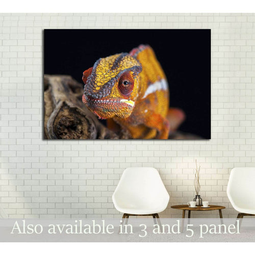 orange chameleon isolated on black background №3261 Ready to Hang Canvas Print