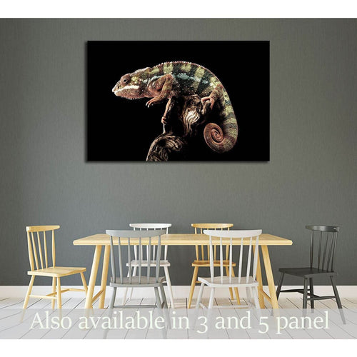 Panther Chameleon with black background №2804 Ready to Hang Canvas Print