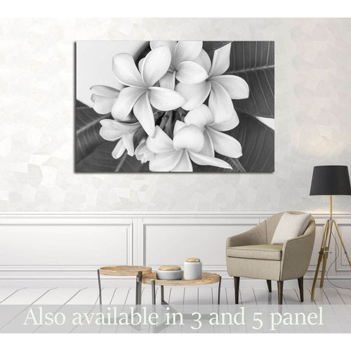 Plumeria or frangipani flower, Tropical flower . Black and white photography. №2839 Ready to Hang Canvas Print