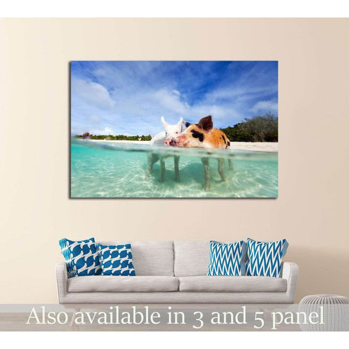 Swimming pigs of the Bahamas in the Out Islands of the Exuma №2352 Ready to Hang Canvas Print