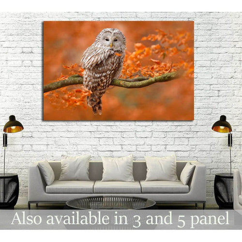 Ural Owl, Strix uralensis, sitting on tree branch, Sweden №1857 Ready to Hang Canvas Print