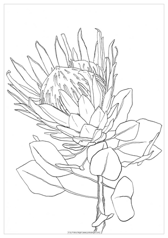 Protea