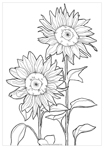 Sunflowers