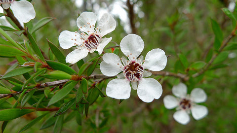 Tea Tree Flowers