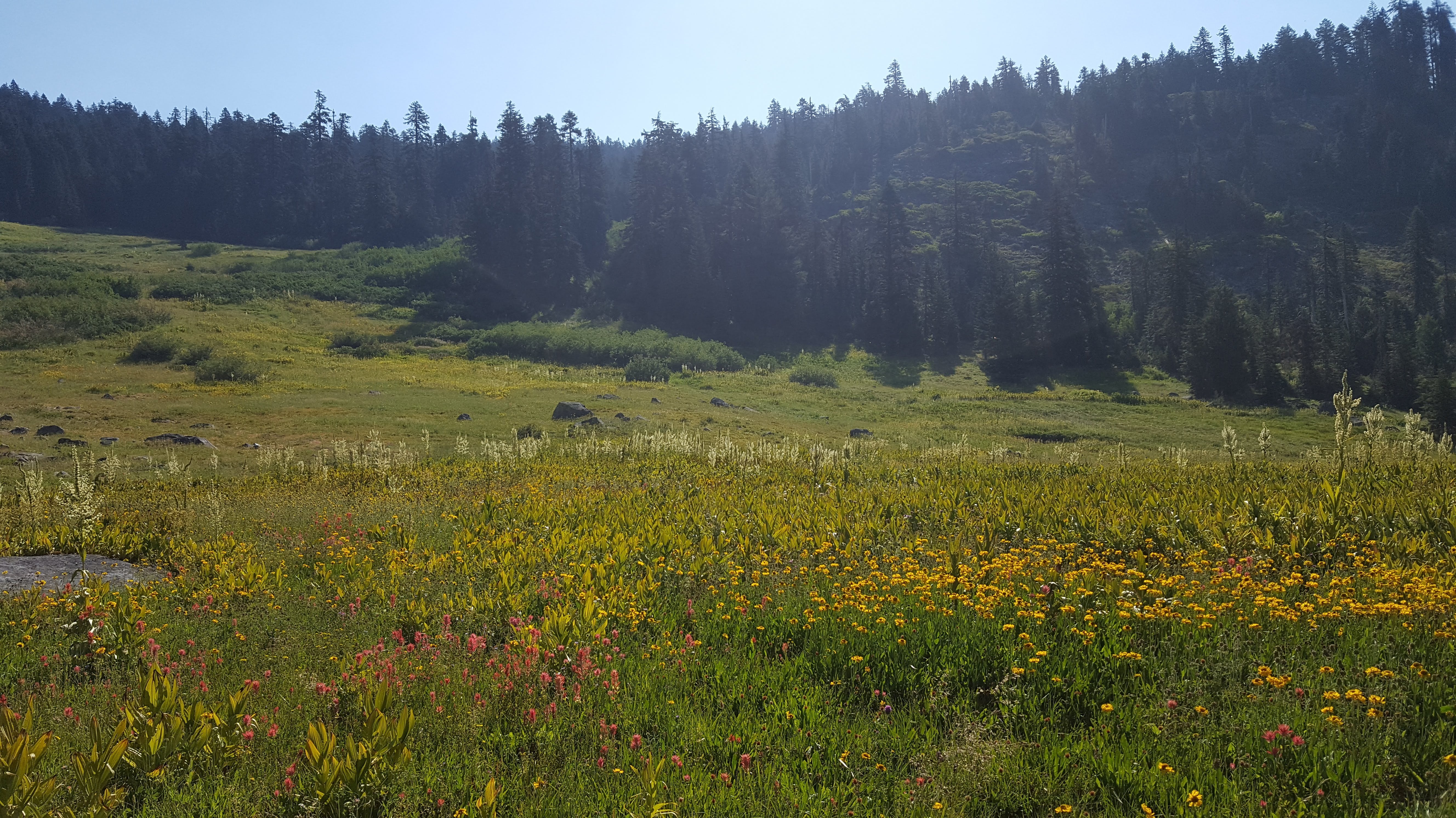 Meadow of wildflowers in southern Oregon