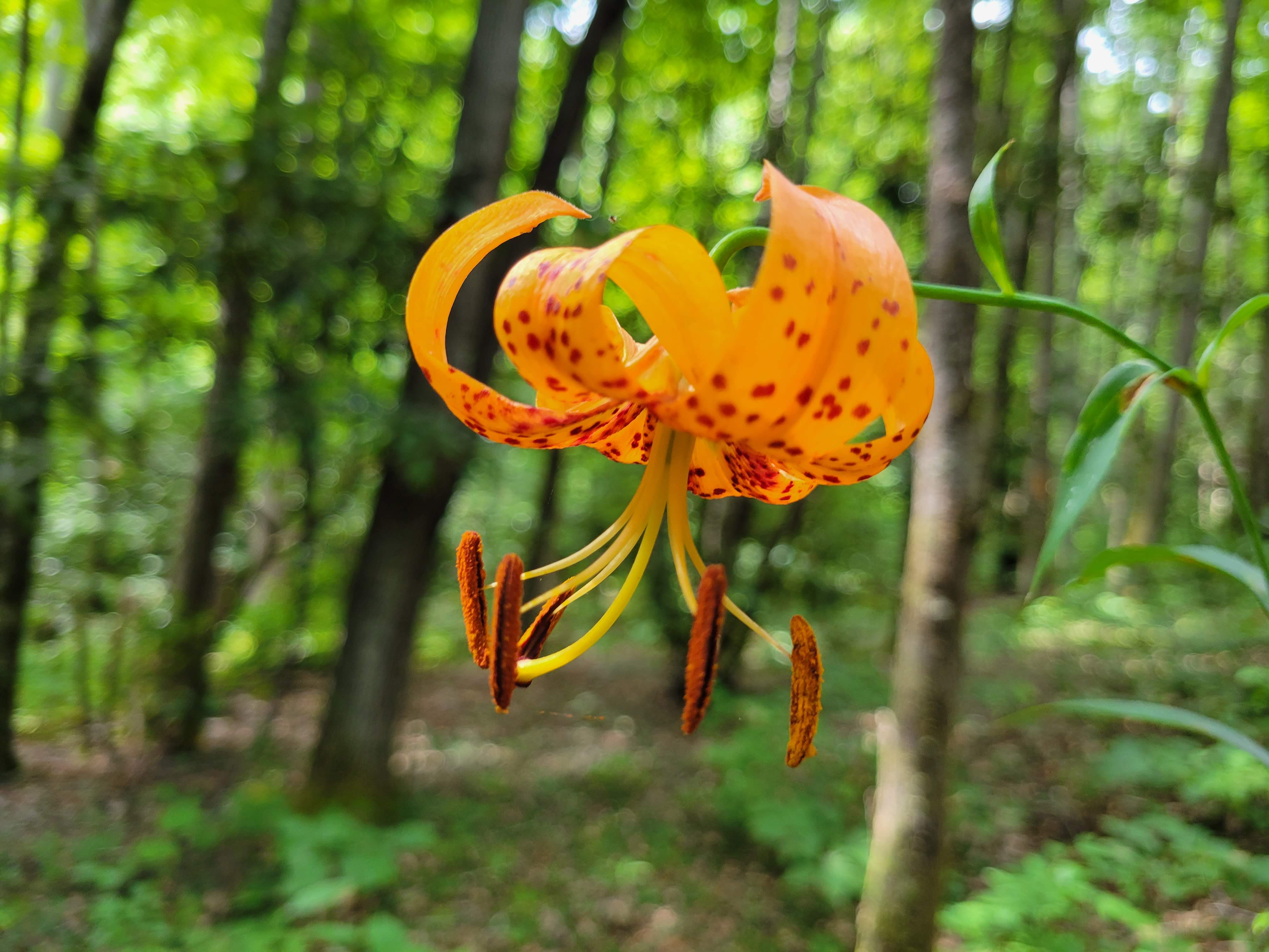 Turk's cap lily in Great Smoky Mountains National Park