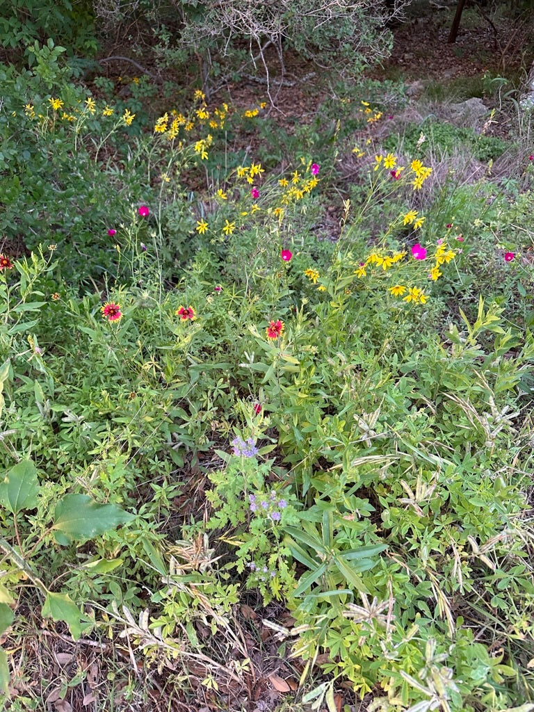Wildflowers in Austin, Texas