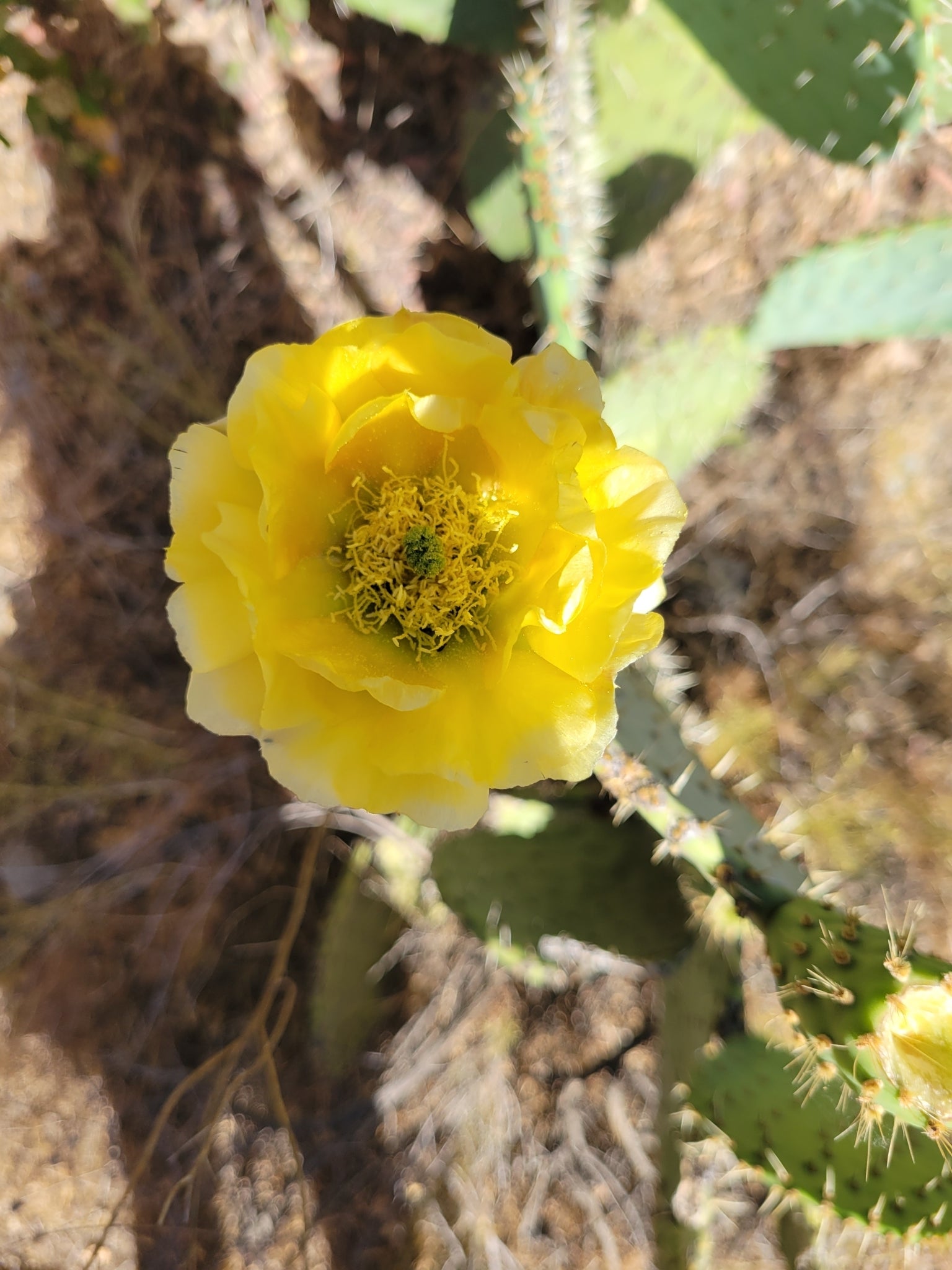 Coastal pricklypear bloom in southern California