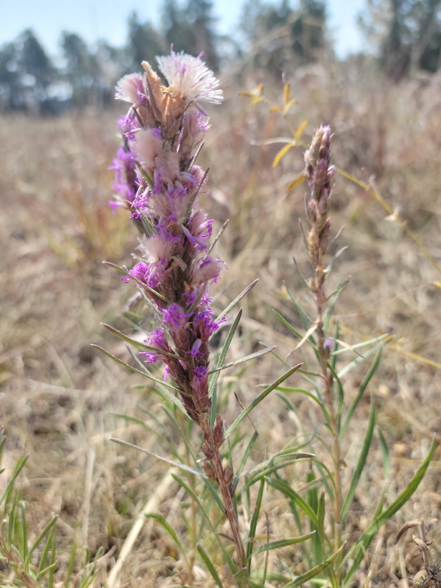 Dotted gayfeather in South Dakota's Black Hills