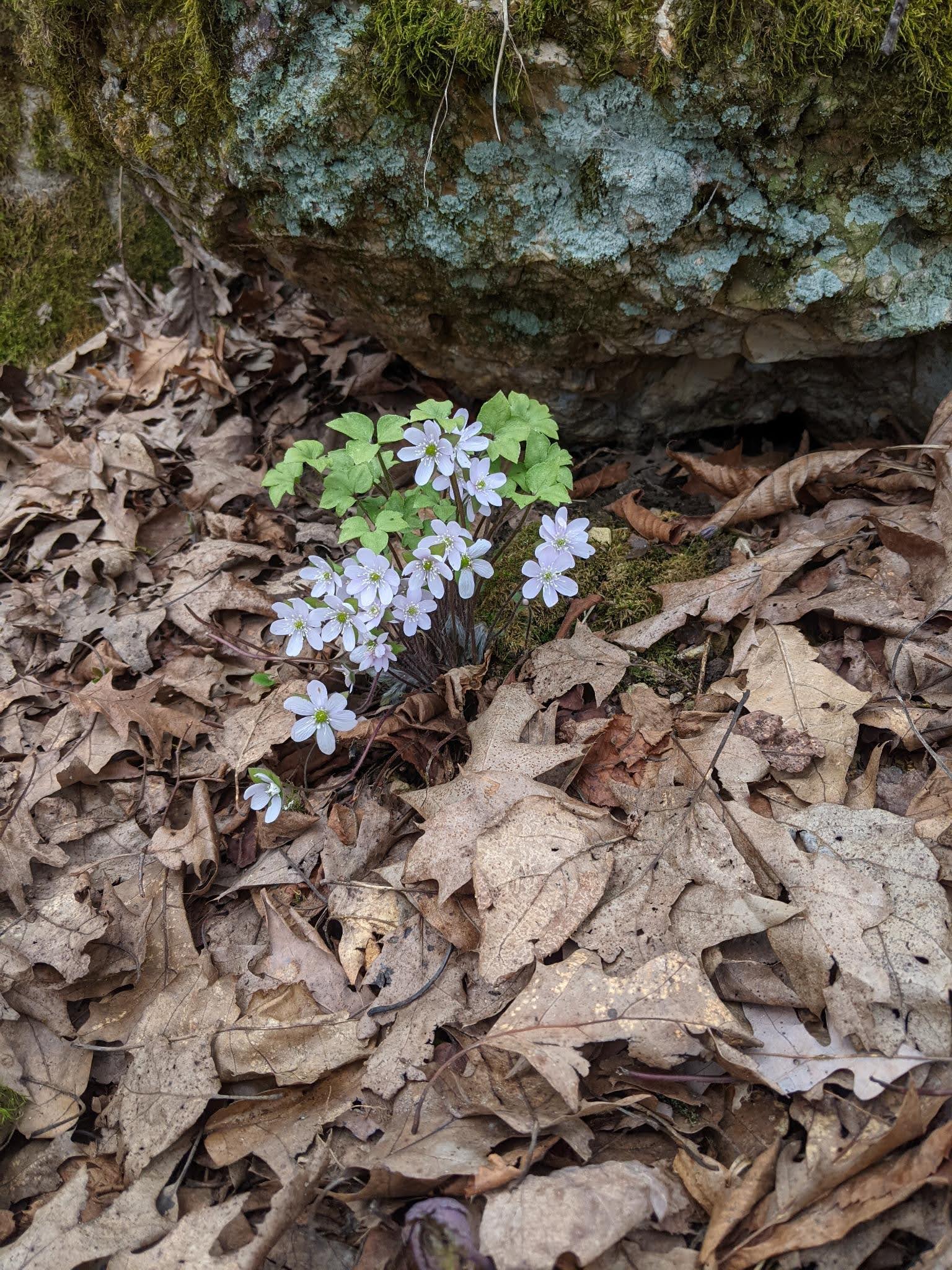 Flowers in a Wisconsin state park