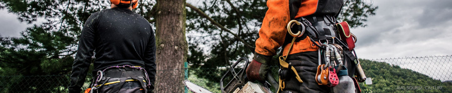 Arborist ready to climb tree with there gear