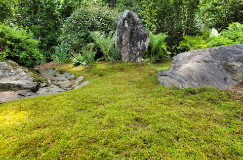 Moss Rocks! - Moss & Stone Gardens 